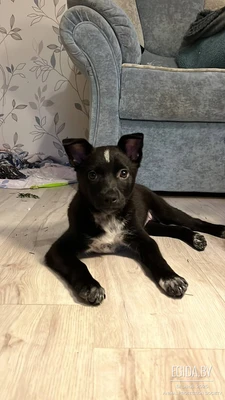 Ищет дом миниатюрная девчонка