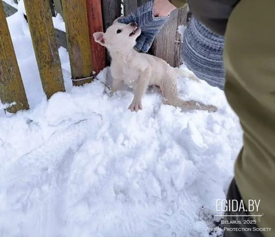 ищем куратора и передержки для щенков