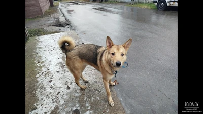 Найдена собака, дворняга(?)