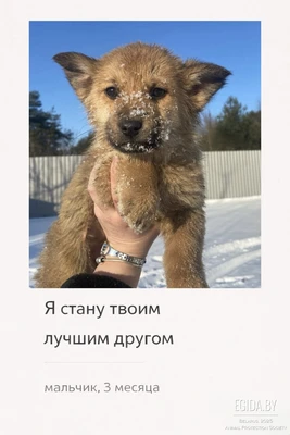 Срочно! Щенки!