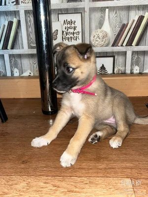 Отдам в хорошие руки