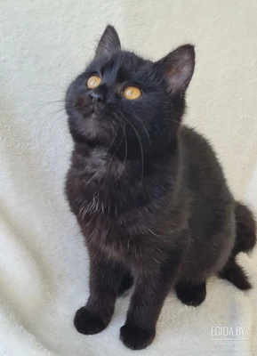 Особенный котенок в дар, передержка