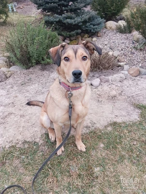 Шикарная собака Веста ищет дом