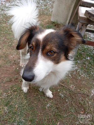 Пропала собака(Лучший друг семьи)