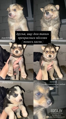 в дар щенки помеси хаски