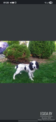 русский спаниель,  девочка 2года