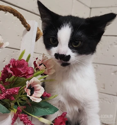 Маргоша в добрые руки