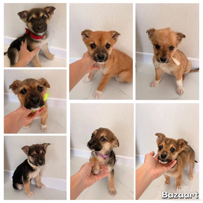 Щенки в хорошие руки