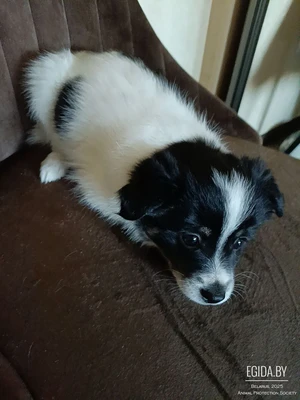 Три девочки и один мальчик (черная мордочка)  очень ждут новые семьи