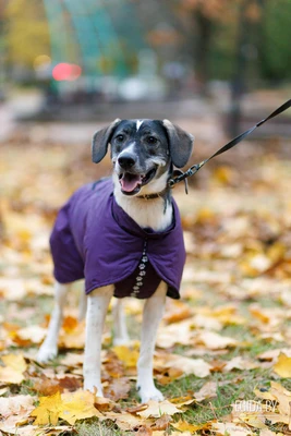 элегантная красотка Тея ищет семью