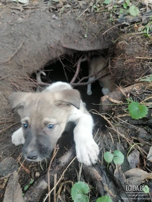 Отдам щенка в хорошие руки