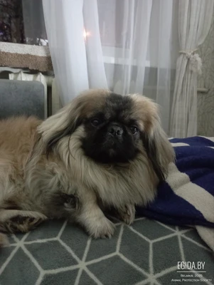 пропала собака