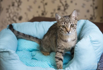 Кошка в дар