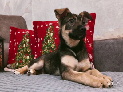 Очаровательная Кнопа ищет дом