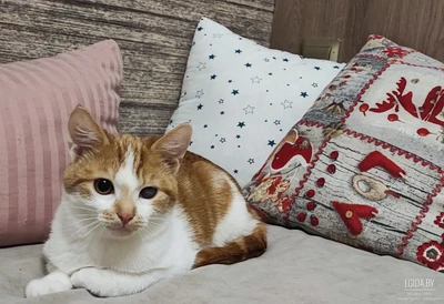 Джинджер в добрые руки