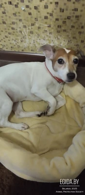 Отдам собаку в хорошие руки.