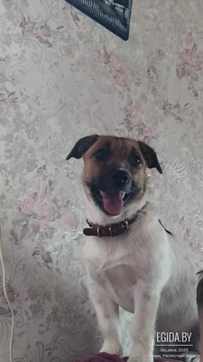 Пропал пёсик Арчи