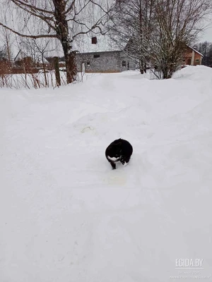 Маленькая кошечка ищет дом