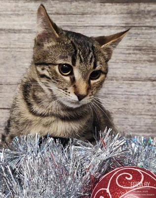 Котенок Лео в добрые руки