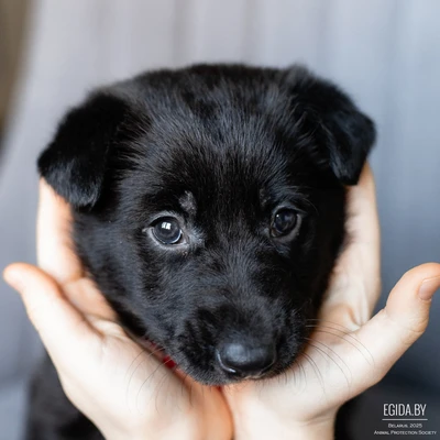 Лина ищет дом!