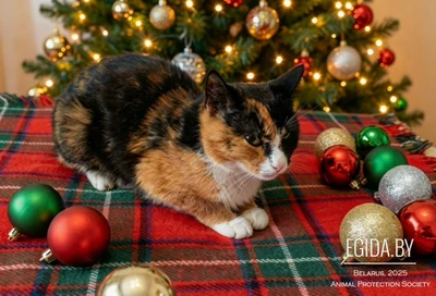 Минск! Котенок трехцветка ищет Дом!