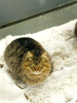 Котята замерзают на улице