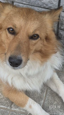 Нужна помощь. Сердце разрывается. Доставка