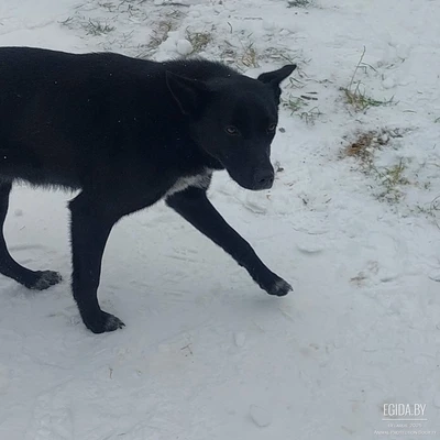 Собака ищет дом