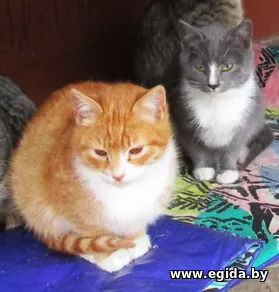 3 хорошеньких котенка разной расцветки