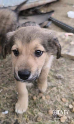 Щенок девочка