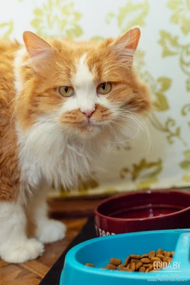 Котик Кузя в добрые руки