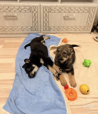 Срочно ищут передержку или сразу Дом!