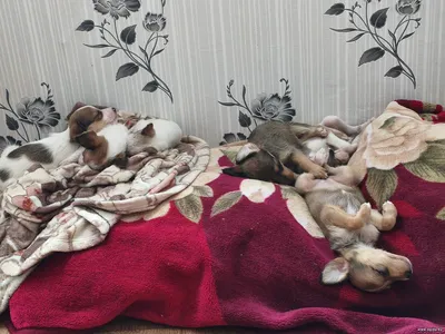 Отдам щенков в добрые руки