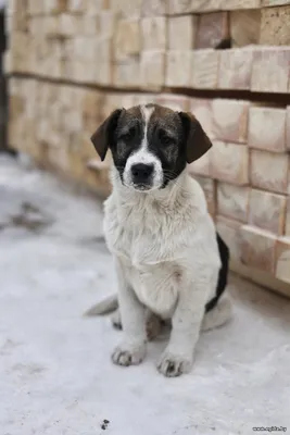 Щенки 3 месяца в дар!