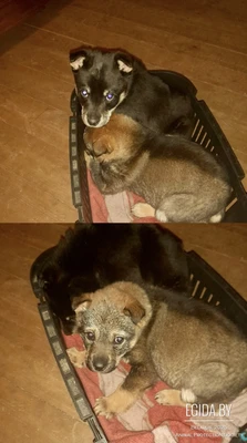 Срочно щенки ищут Дом или передержку