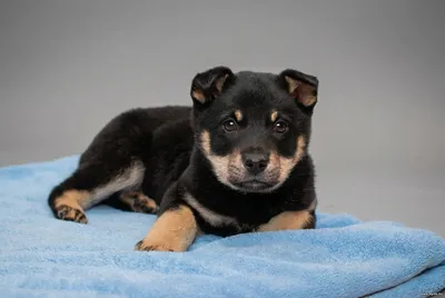 Невероятно красивый Щенок ищет Дом