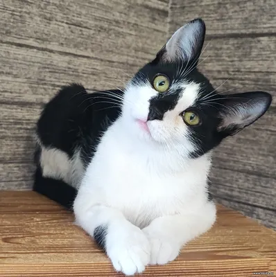 Весёлый Марсик ищет семью