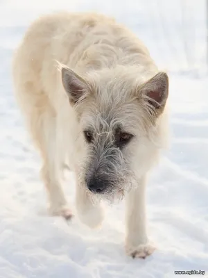 Бородатый Бруно ищет свой дом!