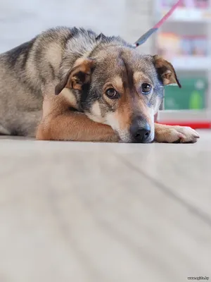 Красивый пёс Бош ищет дом!