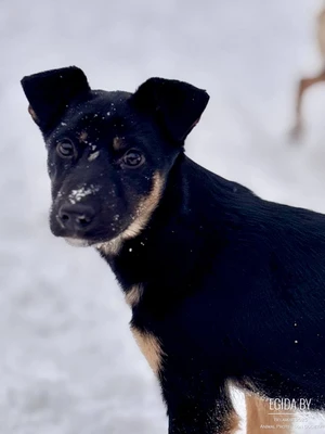 Щенуля Но́ра в добрые руки