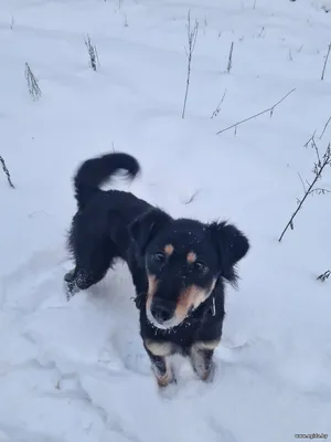 Малышка ищет дом