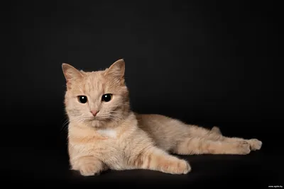 Фанта ждёт любящих хозяев