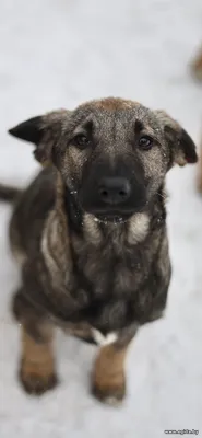 Щенок в дар!