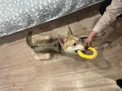 Отдам собаку в хорошие руки