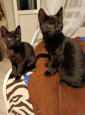 Милые котята в дар