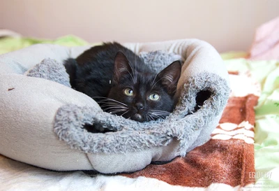 Котёнок в дар