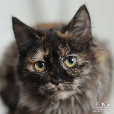 Котёнок Эшли в добрые руки