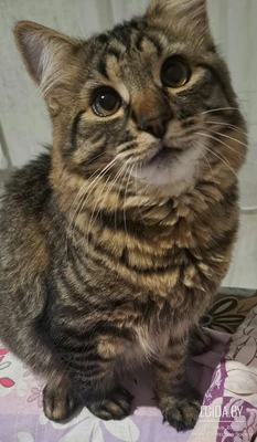 Отдам в добрые руки чудесного молодого котика