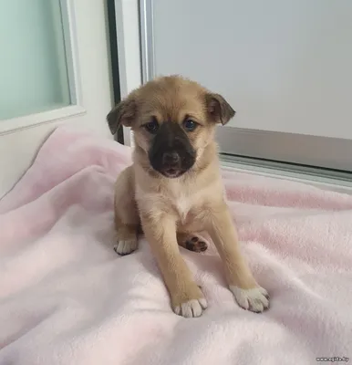 Кроху спасли с улицы