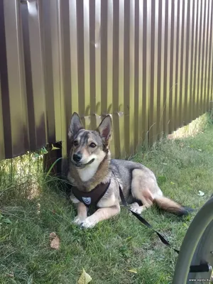 ПРОПАЛА СОБАКА